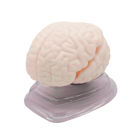 Модель «Мозг в разрезе»